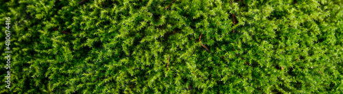 Foto Closeup of wet moss on a sunny winter day, as a textured green nature background