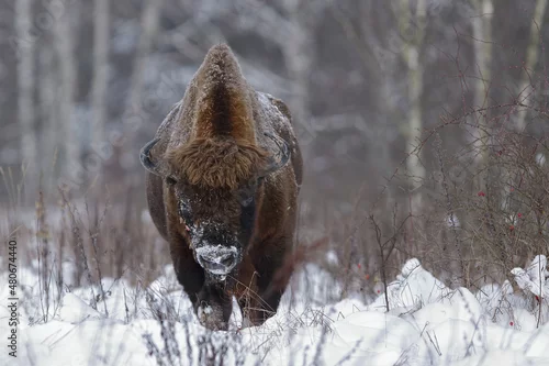 Fototapeta samoprzylepna Żubr europejski (European Bison) Bison Bonasus