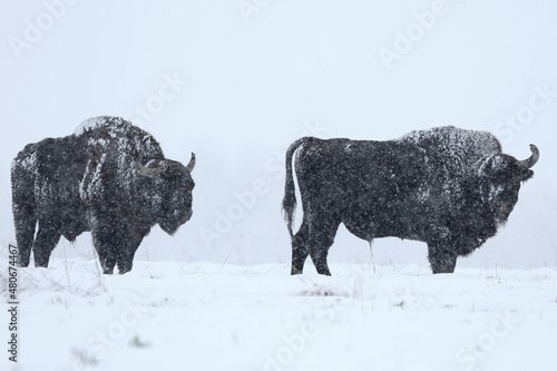 Żubr europejski (European Bison) Bison Bonasus