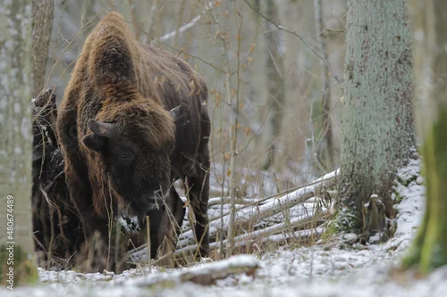 Fototapeta samoprzylepna Żubr europejski (European Bison) Bison Bonasus