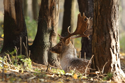 Fototapeta Naklejka Na Ścianę i Meble -  Daniel zwyczajny (Dama dama) 