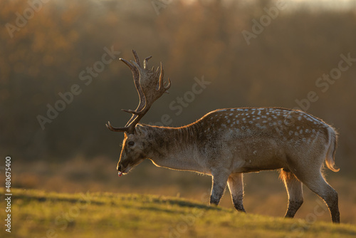 Fototapeta Naklejka Na Ścianę i Meble -  Daniel zwyczajny (Dama dama) 