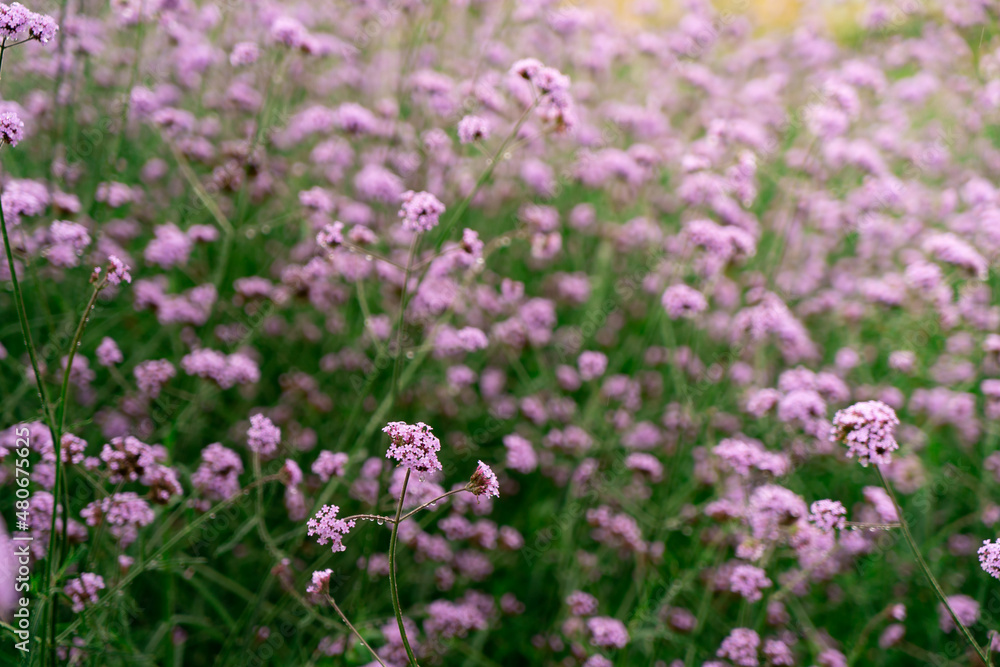 Fototapeta premium Background of Beautiful flower in the flower farm, relaxing style.