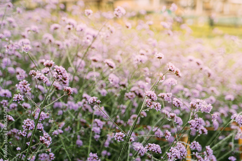 Background of Beautiful flower in the flower farm, relaxing style.