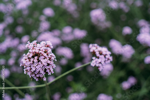 Background of Beautiful flower in the flower farm, relaxing style.