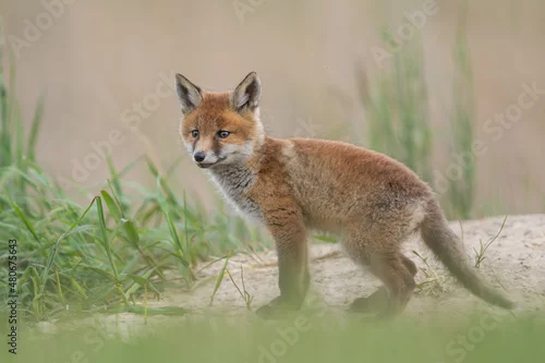 Fototapeta Lis zwyczajny (red fox) Fox