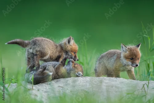 Fototapeta Lis zwyczajny (red fox) Fox