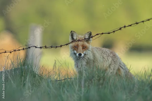 Fototapeta Lis zwyczajny (red fox) Fox