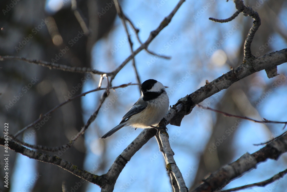 bird on a branch bird on a branch
