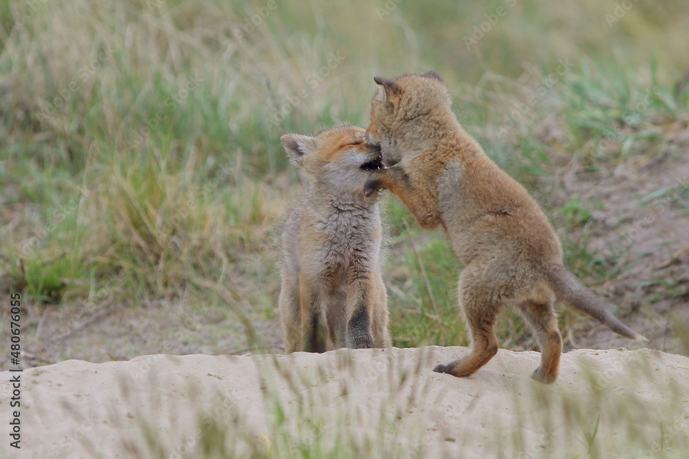 Fototapeta premium Lis zwyczajny (red fox) Fox