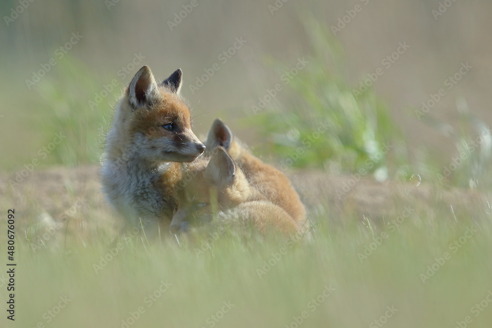 Fototapeta premium Lis zwyczajny (red fox) Fox