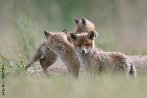 Fototapeta samoprzylepna Lis zwyczajny (red fox) Fox