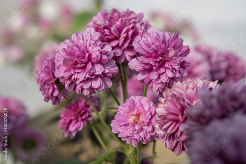 Fototapeta Naklejka Na Ścianę i Meble -  Pink chrysanthemum