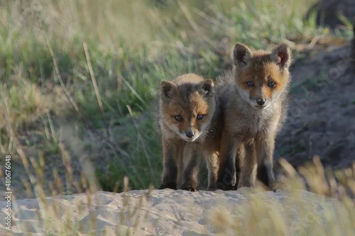 Fototapeta samoprzylepna Lis zwyczajny (red fox) Fox