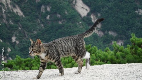 bengal cat walking