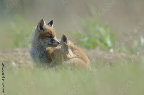 Fototapeta Lis zwyczajny (red fox) Fox