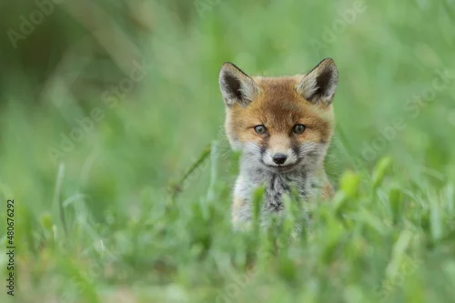 Obraz Lis zwyczajny (red fox) Fox