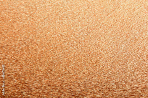 Full frame brown fur textures and textures for design,horse,cow hair.