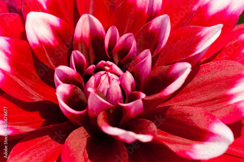 Flower of a red dahlia