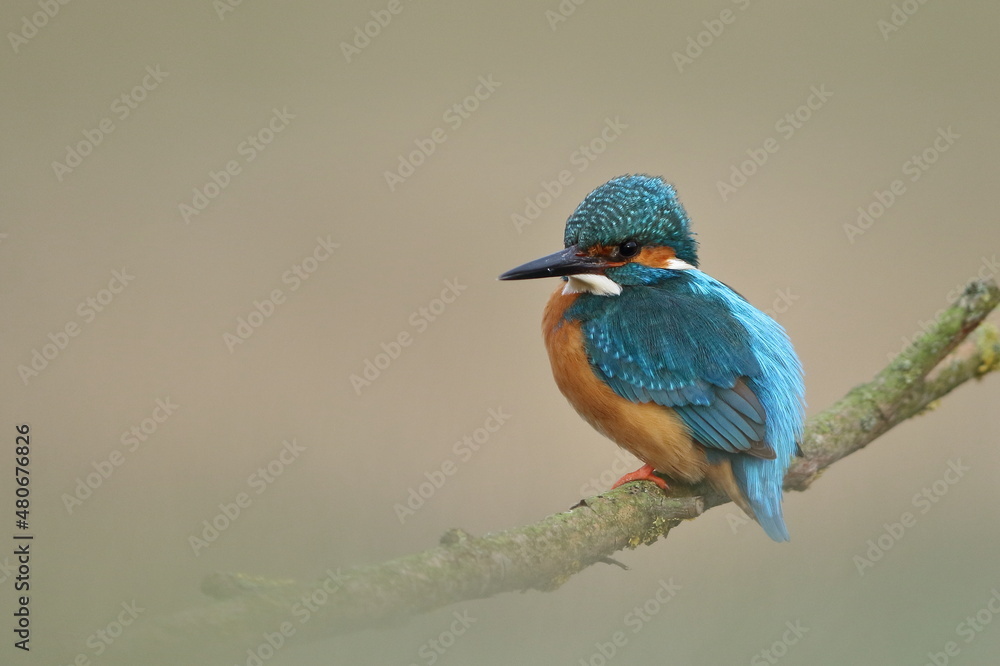 Zimorodek zwyczajny (Albedo atthis) Kingfisher Zimorodek zwyczajny (Albedo atthis) Kingfisher