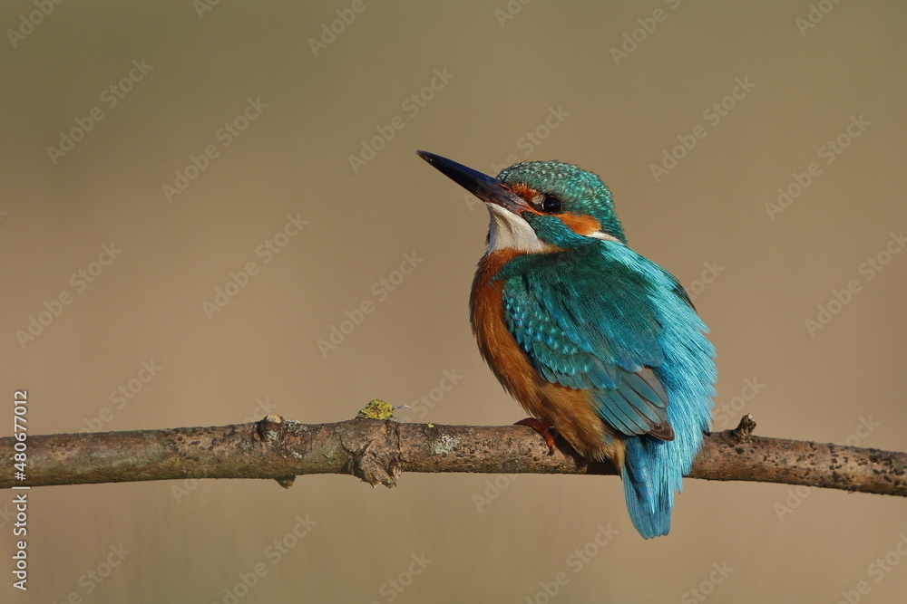 Zimorodek zwyczajny (Albedo atthis) Kingfisher Zimorodek zwyczajny (Albedo atthis) Kingfisher