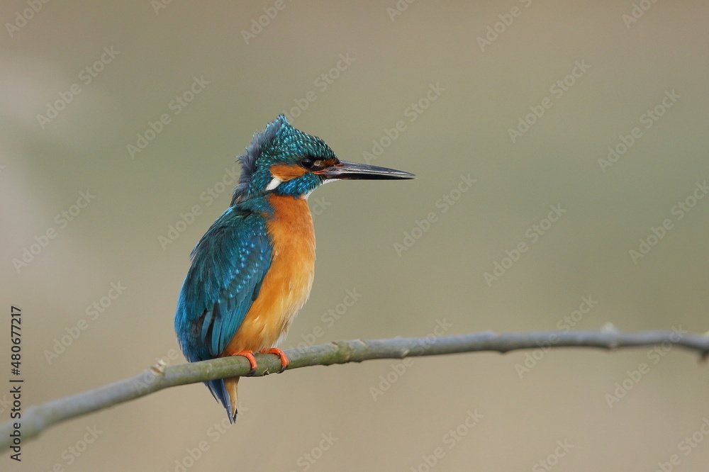 Zimorodek zwyczajny (Albedo atthis) Kingfisher Zimorodek zwyczajny (Albedo atthis) Kingfisher