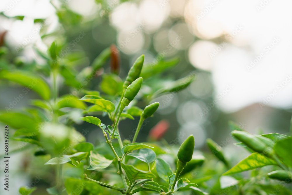 Obraz premium Chilli Peppers On Tree Under Sunlight
