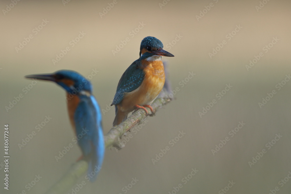 Fototapeta premium Zimorodek zwyczajny (Alcedo atthis) Kingfisher
