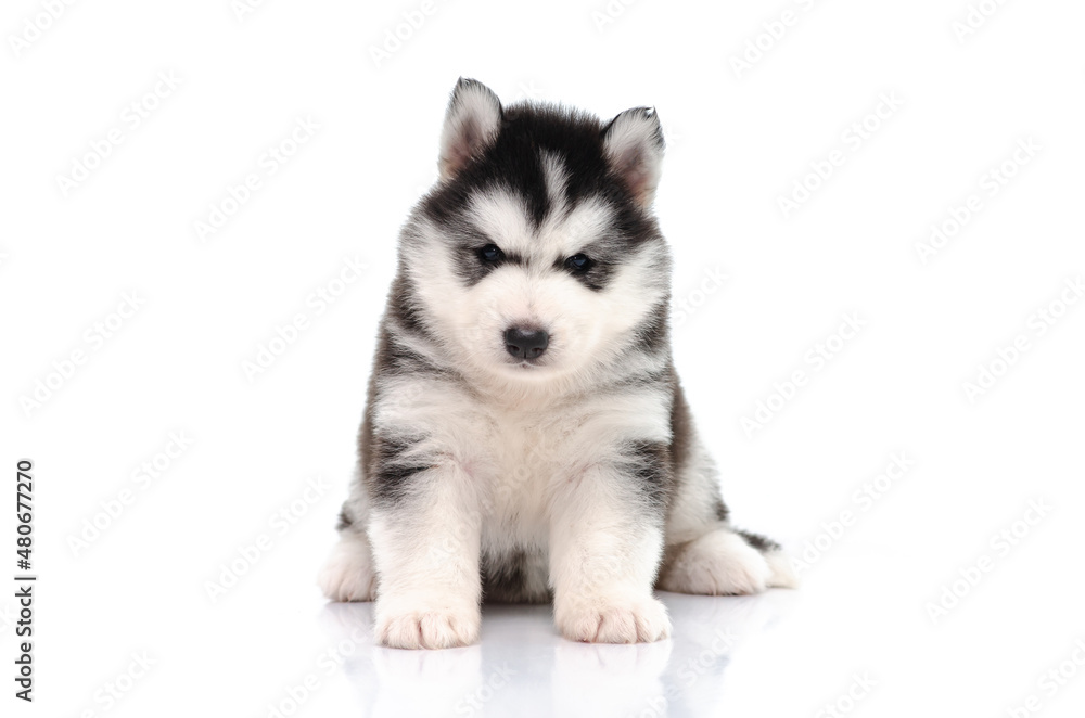 siberian husky puppy sitting on white background isolated