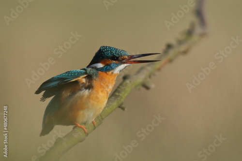 Zimorodek zwyczajny (Albedo atthis) Kingfisher