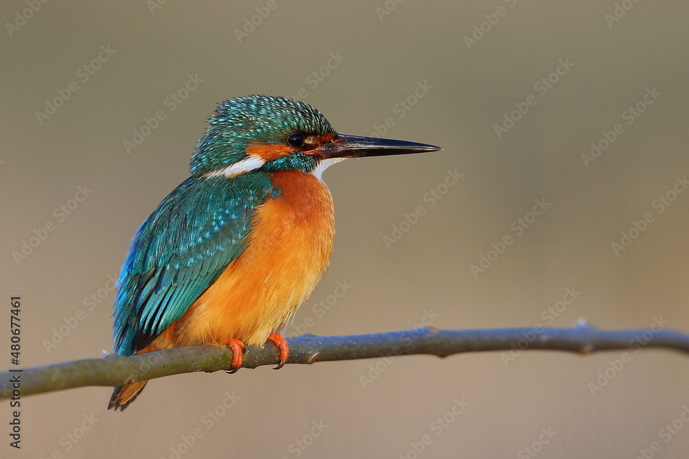 Zimorodek zwyczajny (Albedo atthis) Kingfisher Zimorodek zwyczajny (Albedo atthis) Kingfisher