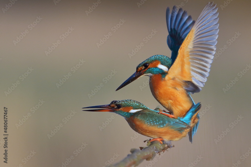 Obraz premium Zimorodek zwyczajny (Albedo atthis) Kingfisher