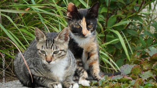 Wallpaper Mural cat on the grass Torontodigital.ca