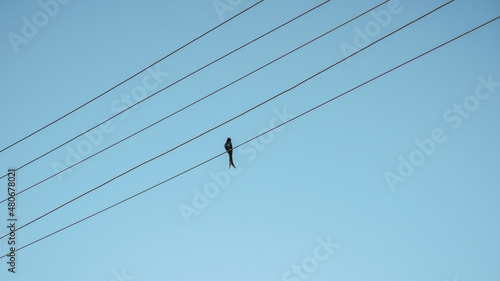 Silhouette of a bird sitting on cables and blue sky in the background.