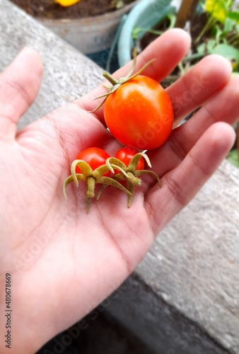 Cherry tomatoes | Freshly picked from the plant