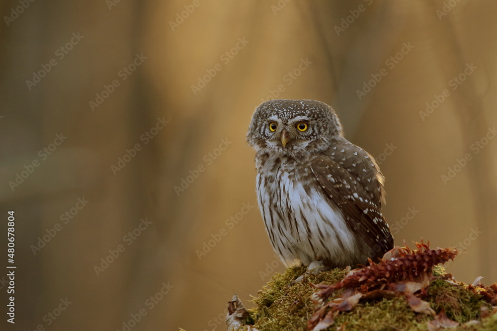 Sóweczka zwyczajna( Pygmy owl) Glaucidium passerinum Sóweczka zwyczajna( Pygmy owl) Glaucidium passerinum