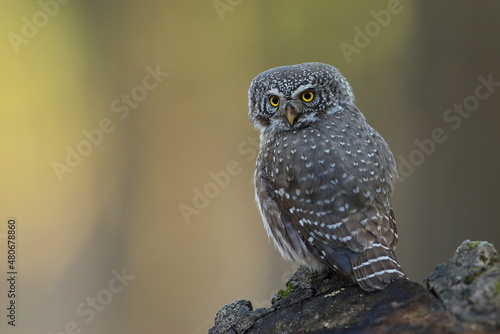 Sóweczka zwyczajna( Pygmy owl) Glaucidium passerinum