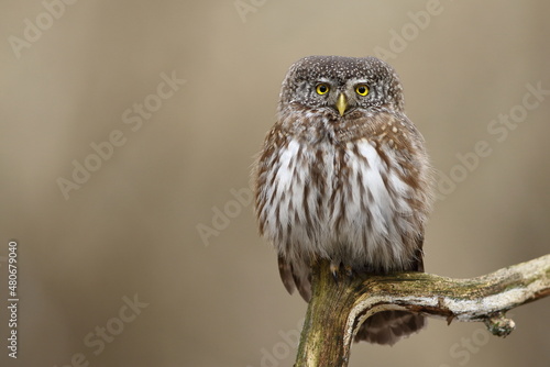 Sóweczka zwyczajna( Pygmy owl) Glaucidium passerinum