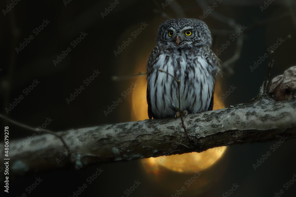 Sóweczka zwyczajna( Pygmy owl) Glaucidium passerinum Sóweczka zwyczajna( Pygmy owl) Glaucidium passerinum