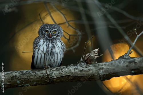 Sóweczka zwyczajna( Pygmy owl) Glaucidium passerinum