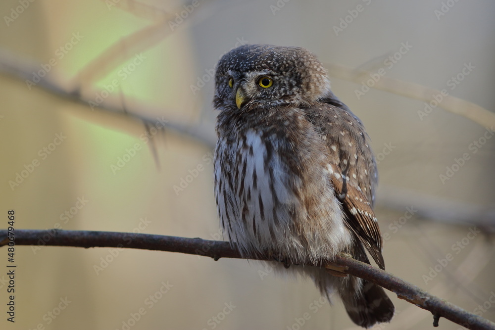Sóweczka zwyczajna( Pygmy owl) Glaucidium passerinum Sóweczka zwyczajna( Pygmy owl) Glaucidium passerinum