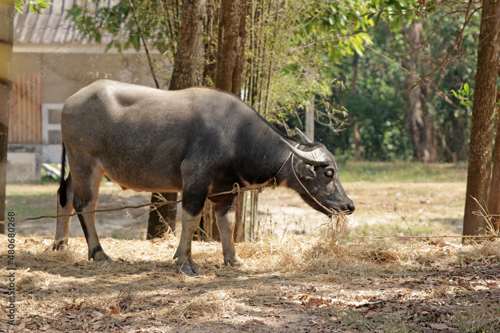 Water buffalo eating hay in a farm or forest setting, southeast Asia Water buffalo eating hay in a farm or forest setting, southeast Asia