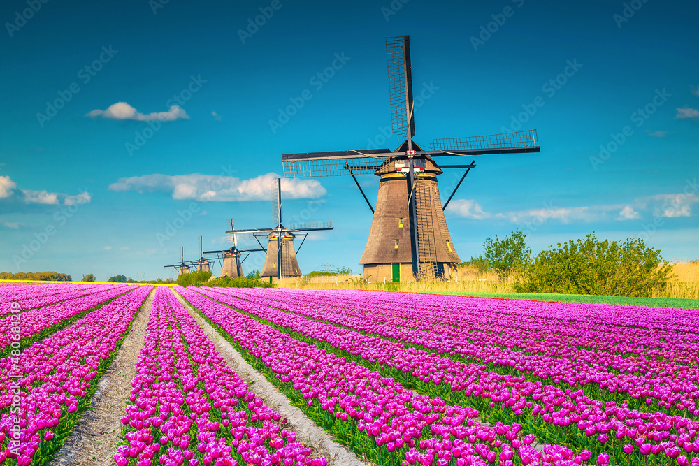 Amazing tulip fields and wooden windmills in background, Kinderdijk, Netherlands
