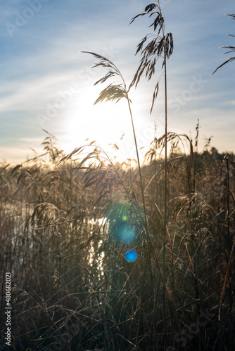 grass and sky