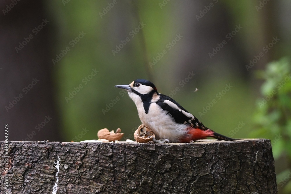 Naklejka premium great spotted woodpecker