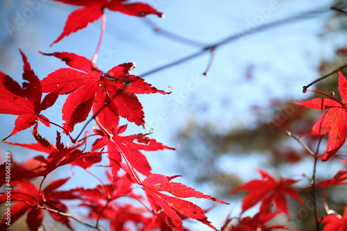 紅葉