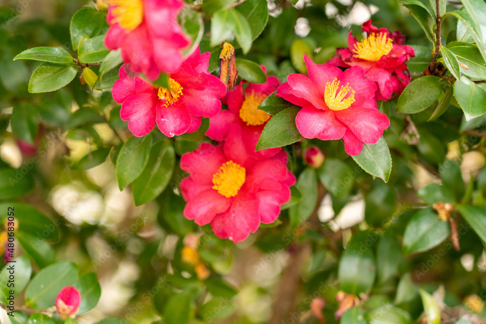 Obraz premium 散歩道のは花