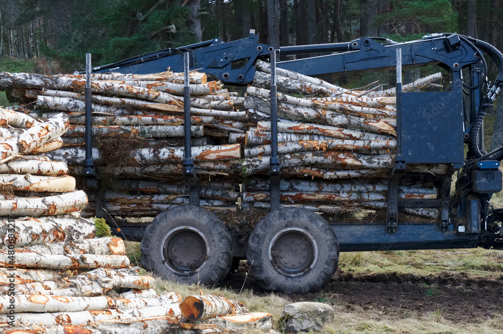 Chopped wood logs for sale stored in forest with truck in background Chopped wood logs for sale stored in forest with truck in background