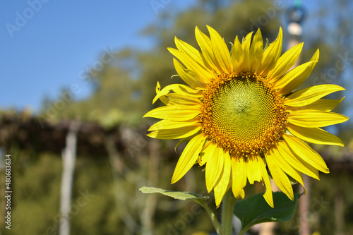 bright yellow sunflowers in the sunflower field.