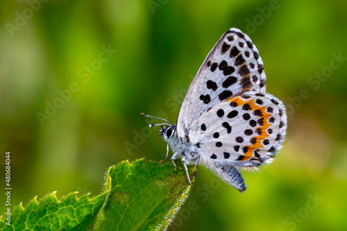 a wonderful little butterfly with black dots,Checkered Blue, Scolitantides orion